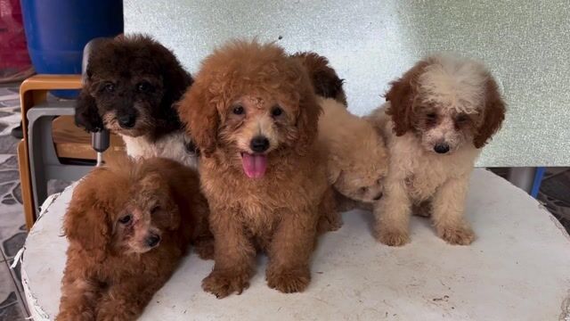 Chó Poodle vàng bò sữa 2.5 tháng đã tiêm. Mua bán Chó tại Huyện Đất Đỏ Bà Rịa - Vũng Tàu được đăng bởi Nguyễn Đức Tuấn  hình 1