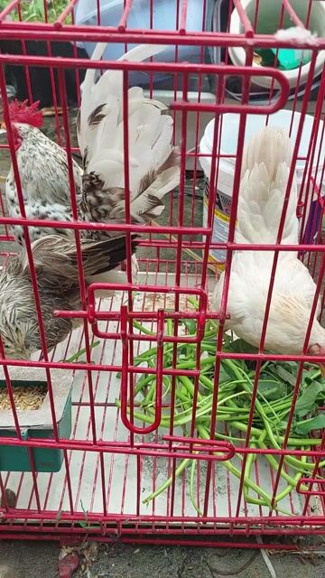 Gà thanh lý. Mua bán Gà tại Thành phố Thủ Đức Tp Hồ Chí Minh được đăng bởi Chàng Khờ hình 1