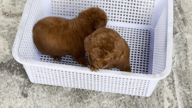 Chó Poodle Tiny Nâu đỏ hơn 2 tháng đã tiêm. Mua bán Chó tại Quận Bình Tân Tp Hồ Chí Minh được đăng bởi Thơm Nguyễn  hình 1