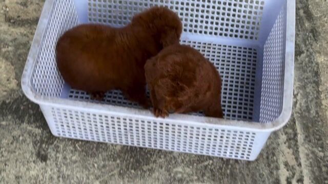 Chó Poodle Tiny Nâu đỏ hơn 2 tháng đã tiêm. Mua bán Chó tại Quận Bình Tân Tp Hồ Chí Minh được đăng bởi Thơm Nguyễn  hình 1