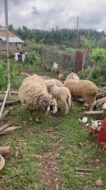 Cừu đực giống Trắng nhân giống. Mua bán Đồ chuyên dụng, Giống nuôi trồng tại Huyện Cư Kuin Đắk Lắk được đăng bởi Minh hình 1