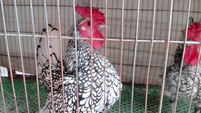 THANH LÝ 12 CON: 4 SERAMA 7 VẢY CÁ BẠC 1 ROSECOMB. Mua bán Gà tại Quận Gò Vấp Tp Hồ Chí Minh được đăng bởi Anh Phong hình 1