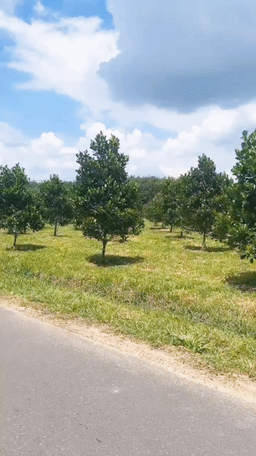 Mua bán Đất Huyện Phú Giáo Bình Dương diện tích 1600 m² giá 760 triệu