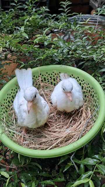 Chim cuu thái trắnh . Mua bán Chim tại Huyện Long Hồ Vĩnh Long được đăng bởi Thanh Trung hình 1