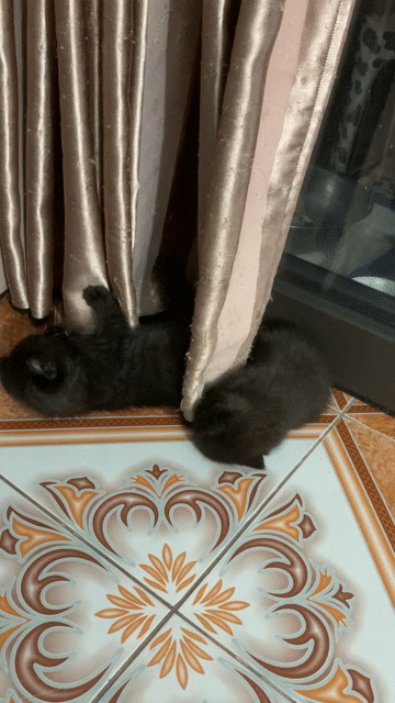 Mèo Anh lông ngắn lai munchkin tai xoắn mầu đen. Mua bán Mèo tại Quận Long Biên Hà Nội được đăng bởi Khanh hình 1