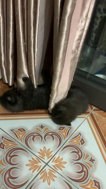 Mèo Anh lông ngắn lai munchkin tai xoắn mầu đen. Mua bán Mèo tại Quận Long Biên Hà Nội được đăng bởi Khanh hình 1