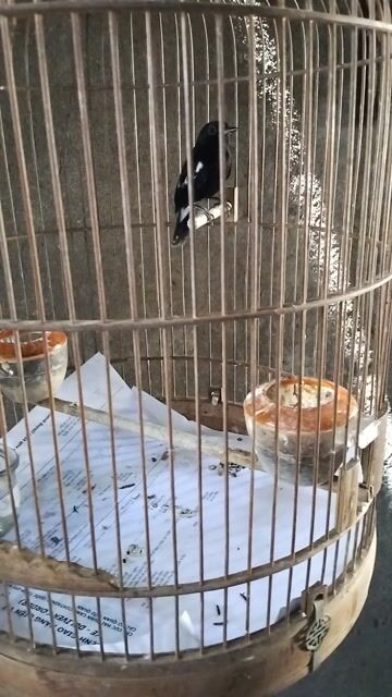 Chòe đất.  2 mùa .không tật lỗi. Mua bán Chim tại Thành phố Thủ Đức Tp Hồ Chí Minh được đăng bởi  van loc hình 1