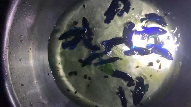 Cá cảnh xiêm. Mua bán Thú cưng khác tại Quận 8 Tp Hồ Chí Minh được đăng bởi Hiệp Hoàn hình 1