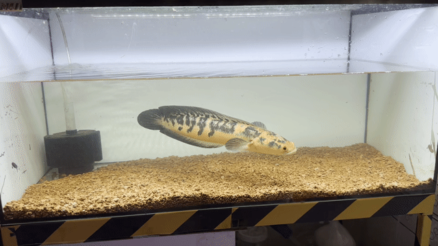 Cá lóc vẩy rong Vàng,. Mua bán Thú cưng khác tại Huyện Trảng Bom Đồng Nai được đăng bởi nguyen channa fish hình 1