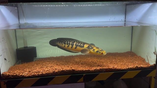 Cá lóc vẩy rong Vàng,. Mua bán Thú cưng khác tại Huyện Trảng Bom Đồng Nai được đăng bởi nguyen channa fish hình 1