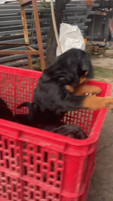 chó rottweiler ms3. Mua bán Chó tại Quận Bình Thạnh Tp Hồ Chí Minh được đăng bởi Trại Chó Rottweiler Trị An hình 1