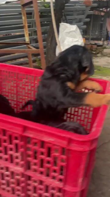 chó rottweiler ms3. Mua bán Chó tại Quận Bình Thạnh Tp Hồ Chí Minh được đăng bởi Trại Chó Rottweiler Trị An hình 1
