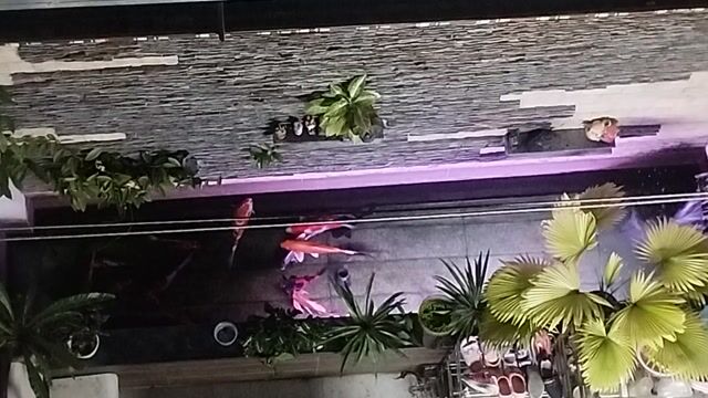 Cá Koi F1 thuần chủng 35-45cm. Mua bán Thú cưng khác tại Quận Bình Tân Tp Hồ Chí Minh được đăng bởi Kim Thanh Nguyen hình 1