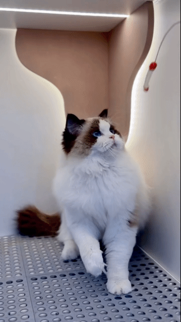 Mèo Ragdoll Đực Cái. Mua bán Mèo tại Thành phố Thủ Đức Tp Hồ Chí Minh được đăng bởi Âu Minh Huy hình 1
