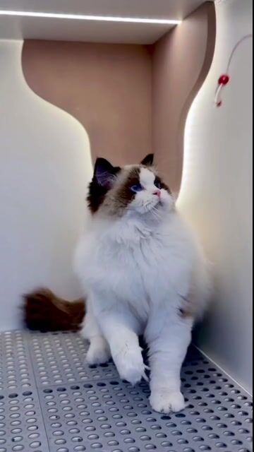 Mèo Ragdoll Đực Cái. Mua bán Mèo tại Thành phố Thủ Đức Tp Hồ Chí Minh được đăng bởi Âu Minh Huy hình 1