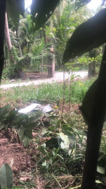 Cây cảnh Đào hồng nhung. Mua bán Cây cảnh, đồ trang trí tại Huyện Tiểu Cần Trà Vinh được đăng bởi Tên chưa cung cấp hình 1