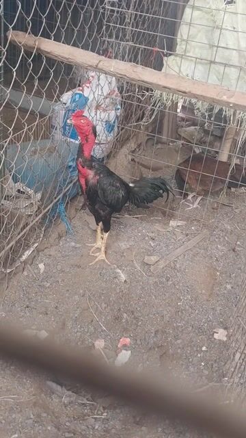 Gà giống 3kg Đen đỏ. Mua bán Gà tại Huyện Hóc Môn Tp Hồ Chí Minh được đăng bởi Luong hoang nghia hình 1