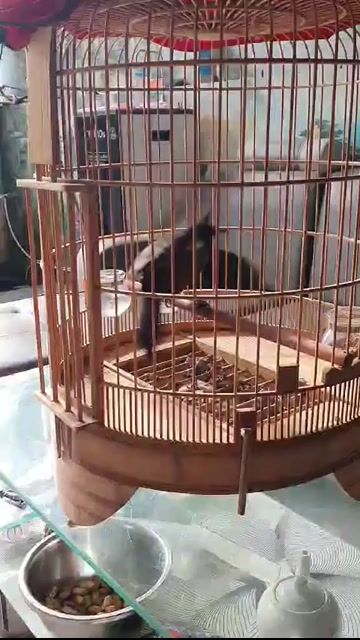 Chim Khướu mun hót đủ giọng. Mua bán Chim tại Huyện An Dương Hải Phòng được đăng bởi âm nhạc hình 1