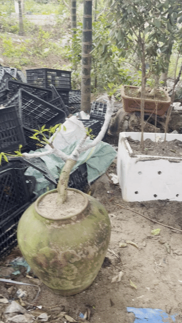 Cây cảnh bonsai dáng đẹp. Mua bán Cây cảnh, đồ trang trí tại Huyện Mỹ Đức Hà Nội được đăng bởi Nguyễn quỳnh hình 1
