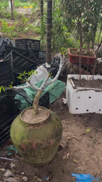 Cây cảnh bonsai dáng đẹp. Mua bán Cây cảnh, đồ trang trí tại Huyện Mỹ Đức Hà Nội được đăng bởi Nguyễn quỳnh hình 1