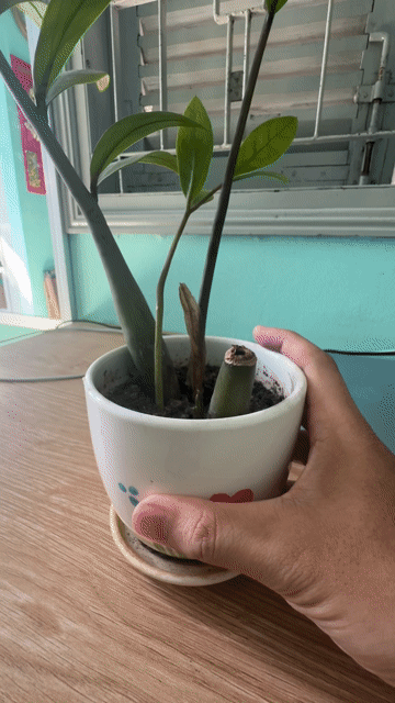 Cây cảnh Kim tiền mini Nhỏ gọn. Mua bán Cây cảnh, đồ trang trí tại Thành phố Mỹ Tho Tiền Giang được đăng bởi Tuấn Thanh hình 1