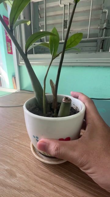 Cây cảnh Kim tiền mini Nhỏ gọn. Mua bán Cây cảnh, đồ trang trí tại Thành phố Mỹ Tho Tiền Giang được đăng bởi Tuấn Thanh hình 1