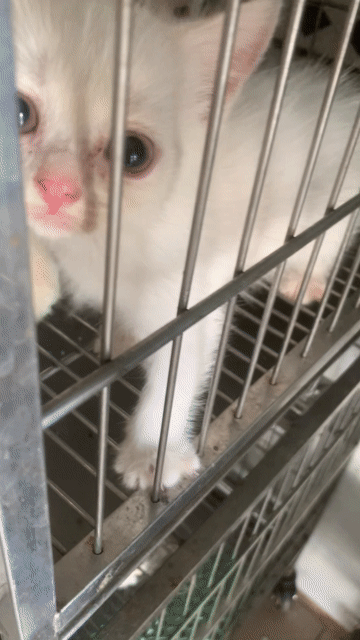 Mèo Thuần chủng Trắng Dài Hiền lành. Mua bán Mèo tại Quận 8 Tp Hồ Chí Minh được đăng bởi Cửa Hàng Thanh Lý Đồ Cũ Mới hình 1