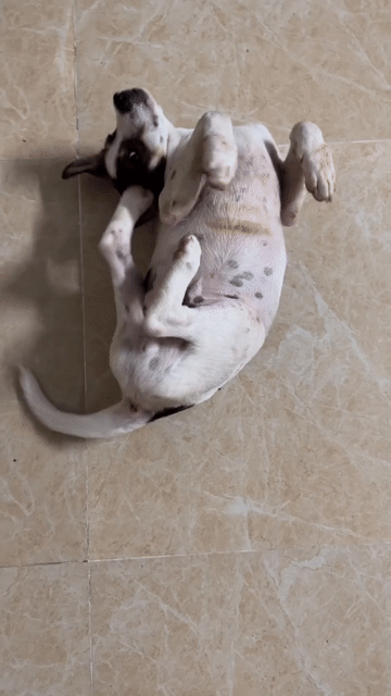 Chó con nhiều màu. Mua bán Chó tại Thành phố Sóc Trăng Sóc Trăng được đăng bởi nguyen thanh vi hình 1