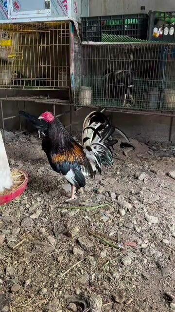 Trứng gà tre Butcher 1 trứng. Mua bán Gà tại Quận Bình Tân Tp Hồ Chí Minh được đăng bởi Butcher hình 1