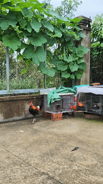 Gà mồi tơ làm mồi/nuôi cảnh. Mua bán Gà tại Huyện Di Linh Lâm Đồng được đăng bởi Đại hình 1