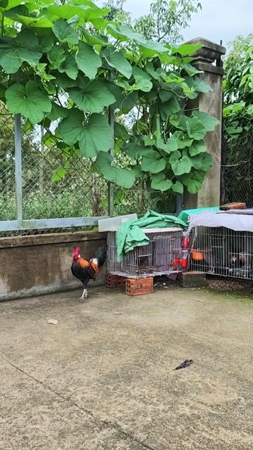 Gà mồi tơ làm mồi/nuôi cảnh. Mua bán Gà tại Huyện Di Linh Lâm Đồng được đăng bởi Đại hình 1