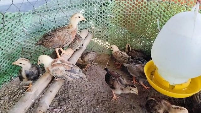 Gà con tre trên 60ngày tuổi. Mua bán Gà tại Huyện Củ Chi Tp Hồ Chí Minh được đăng bởi Gà Tre Gà Nòi Gà Cảnh Củ Chi hình 1