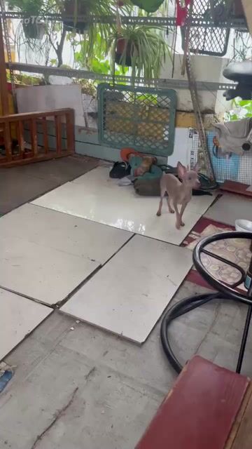 Chó Fox Hươu Đực Lilac Gần 5 tháng. Mua bán Chó tại Quận Gò Vấp Tp Hồ Chí Minh được đăng bởi Biên Nguyên hình 1
