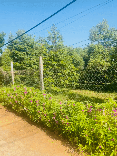 Mua bán Đất Thành phố Long Khánh Đồng Nai diện tích 1000 m² giá 1,2 tỷ
