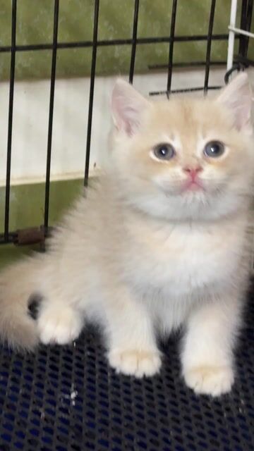 Mình tìm nhà mới cho bé mèo Golden (Cy12). Mua bán Mèo tại Quận 3 Tp Hồ Chí Minh được đăng bởi Mỹ Ngọc hình 1