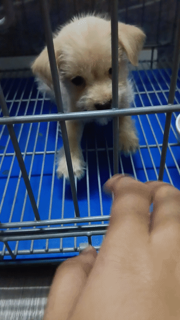 Chó lai Vàng kem cả hai. Mua bán Chó tại Huyện Nhà Bè Tp Hồ Chí Minh được đăng bởi Hải Yến hình 1