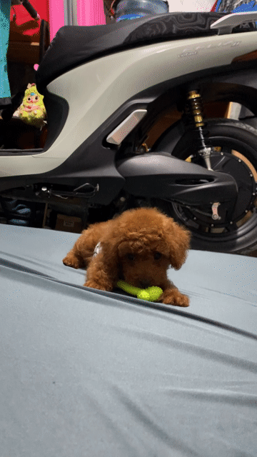 Chó Poodle đực Nâu 3 tháng. Mua bán Chó tại Quận 8 Tp Hồ Chí Minh được đăng bởi Hanghang hình 1
