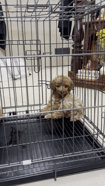 3 bé Poodle đực Nâu nhà sinh gần 2 tháng. Mua bán Chó tại Quận 8 Tp Hồ Chí Minh được đăng bởi Bảo DS hình 1
