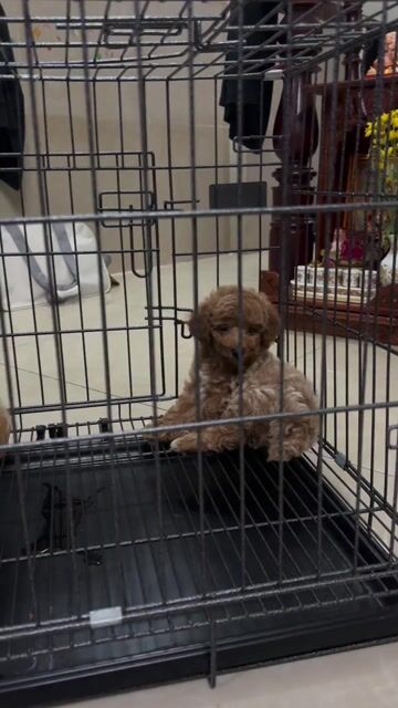 3 bé Poodle đực Nâu nhà sinh gần 2 tháng. Mua bán Chó tại Quận 8 Tp Hồ Chí Minh được đăng bởi Bảo DS hình 1