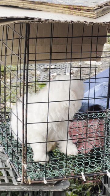 Chó Poodle Nâu đỏ Đực Cái 3 tháng. Mua bán Chó tại Quận Hải Châu Đà Nẵng được đăng bởi Phùng Phương Thùy hình 1