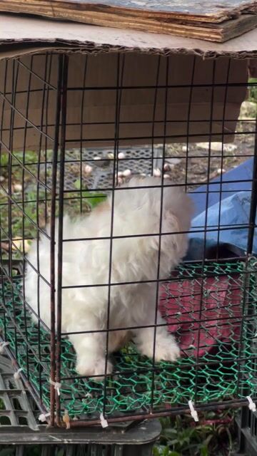 Chó Poodle Nâu đỏ Đực Cái 3 tháng. Mua bán Chó tại Quận Hải Châu Đà Nẵng được đăng bởi Phùng Phương Thùy hình 1