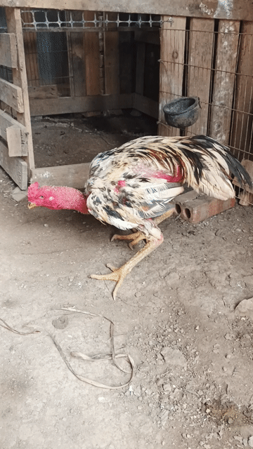 Gà chọi trống 2.8kg Ngũ sắc. Mua bán Gà tại Huyện Chương Mỹ Hà Nội được đăng bởi Sơn hình 1