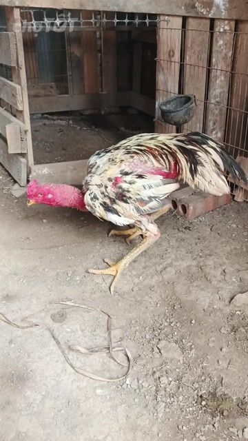Gà chọi trống 2.8kg Ngũ sắc. Mua bán Gà tại Huyện Chương Mỹ Hà Nội được đăng bởi Sơn hình 1