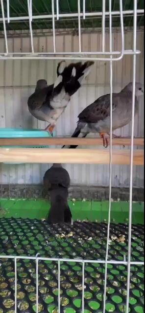 Chim cu gáy Việt  non 3 con. Mua bán Chim tại Quận 6 Tp Hồ Chí Minh được đăng bởi Hung tran hình 1