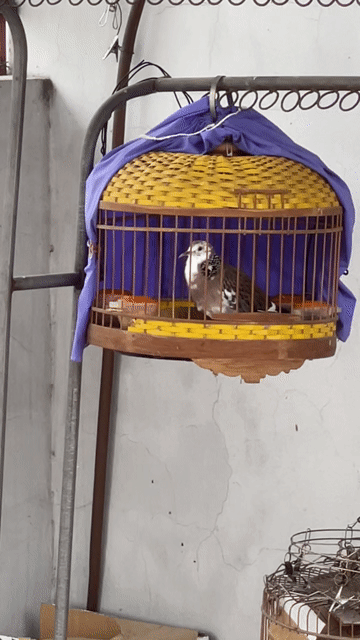 Chim cu gáy. Mua bán Chim tại Huyện Đông Anh Hà Nội được đăng bởi A quyên hình 1