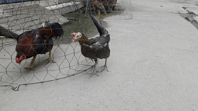 Gà Cuban mái xám. Mua bán Gà tại Huyện Bình Chánh Tp Hồ Chí Minh được đăng bởi Nhân Gà Tre hình 1