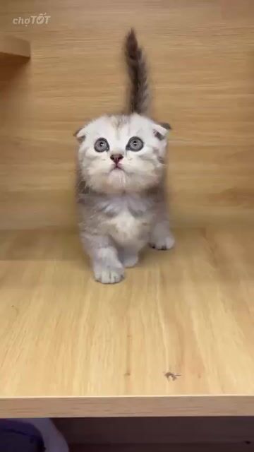 Sale 2 lùn 1 lùn cụp 2.3🐟 còn fix nhẹ nhẹ ạ. Mua bán Mèo tại Huyện Hóc Môn Tp Hồ Chí Minh được đăng bởi Kim Oanh hình 1