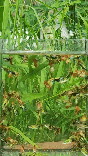 Rồng Đỏ. Mua bán Thú cưng khác tại Huyện Long Hồ Vĩnh Long được đăng bởi Phạm Thuỳ Giang hình 1