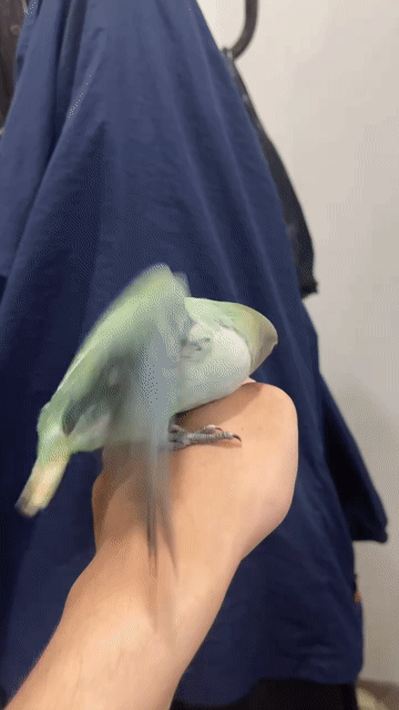 Vẹt Love bird non Xanh lá tự ăn được. Mua bán Chim tại Quận Sơn Trà Đà Nẵng được đăng bởi Vu Nguyen hình 1