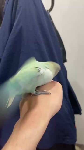 Vẹt Love bird non Xanh lá tự ăn được. Mua bán Chim tại Quận Sơn Trà Đà Nẵng được đăng bởi Vu Nguyen hình 1